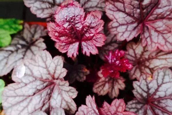 50 kinds of foliage plants, each competing for beauty