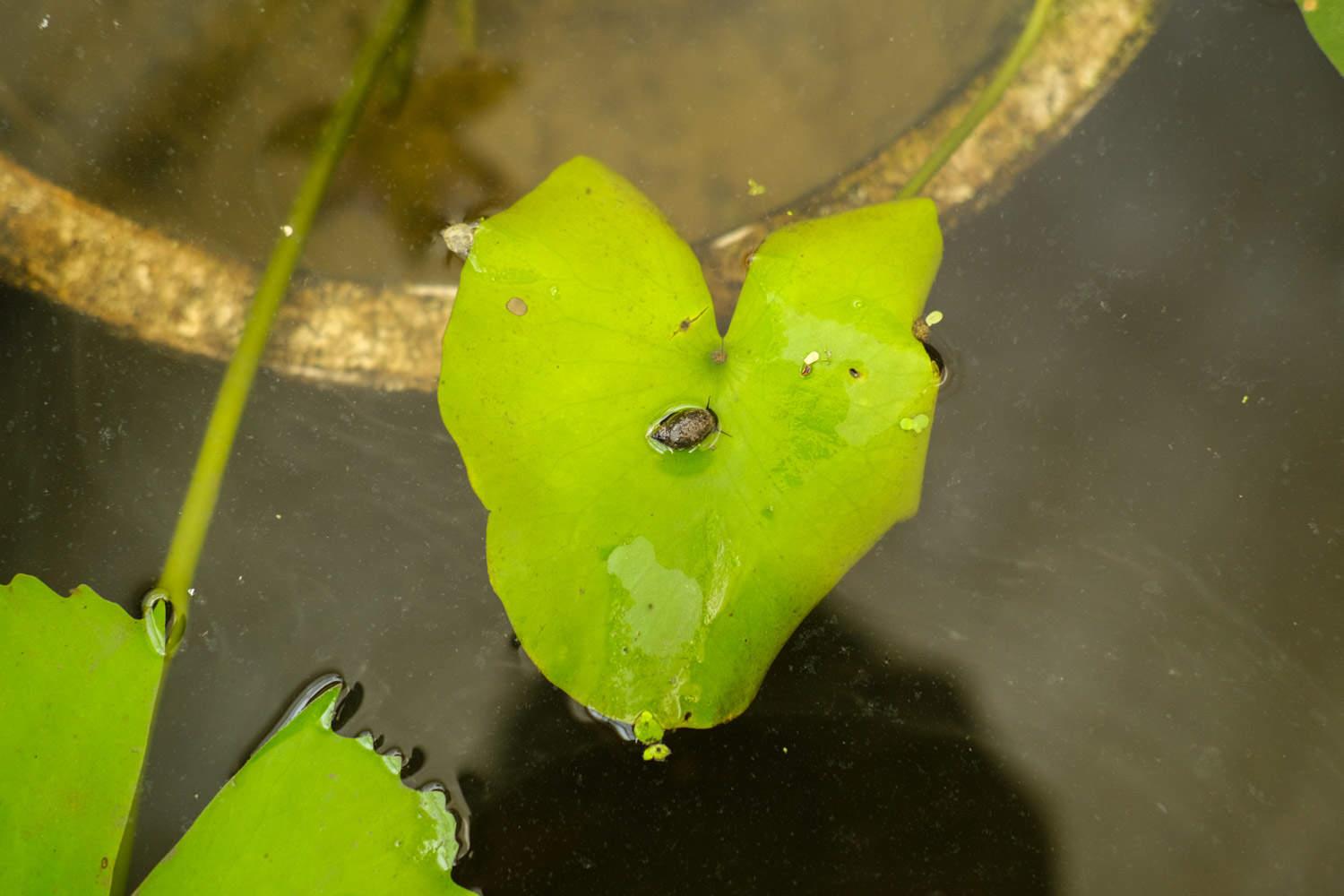 Water Lily