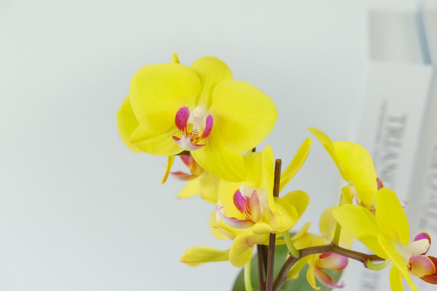 Phalaenopsis