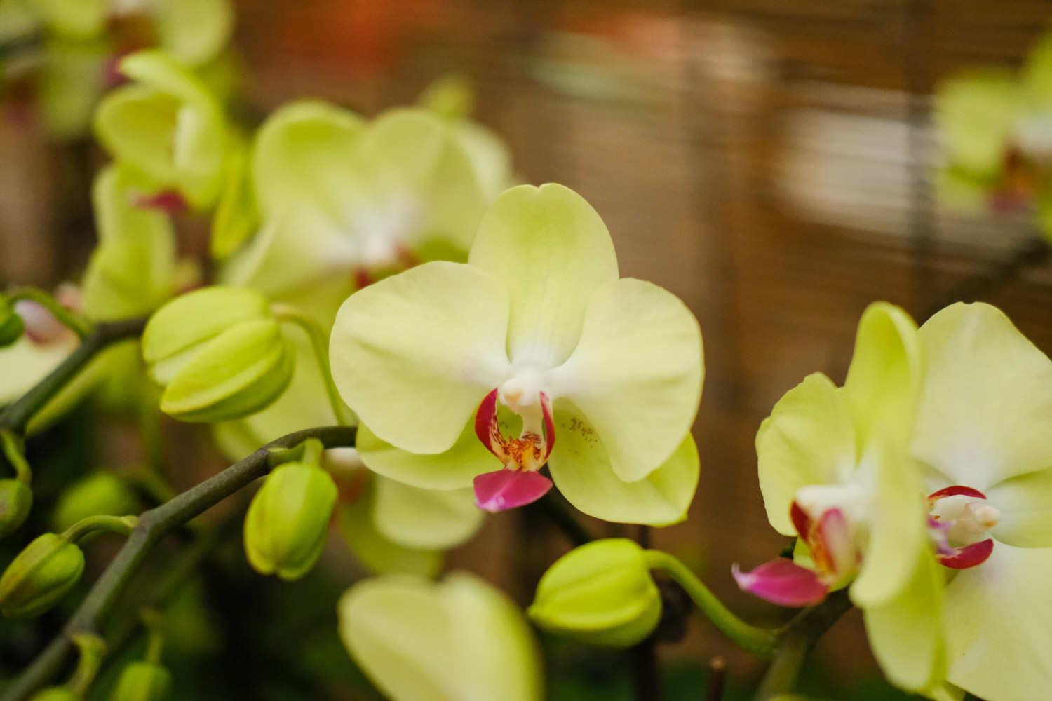 Phalaenopsis