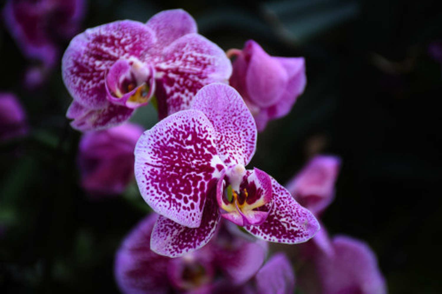 Phalaenopsis