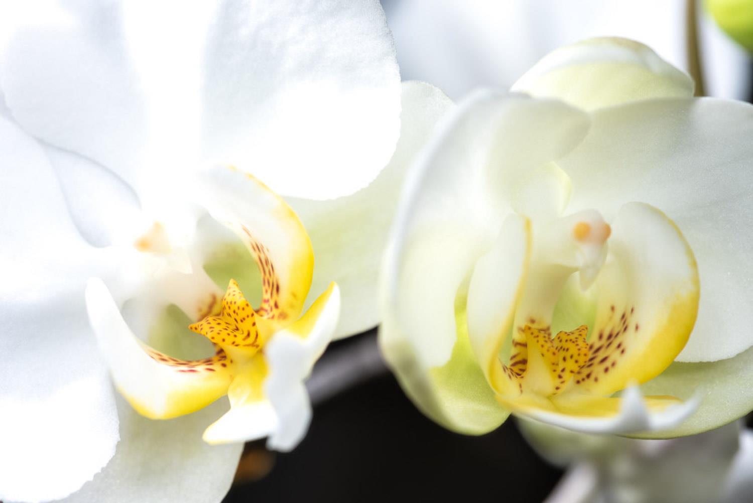 Phalaenopsis