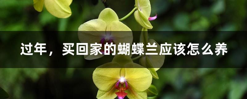 How to care for the phalaenopsis you buy during the Chinese New Year