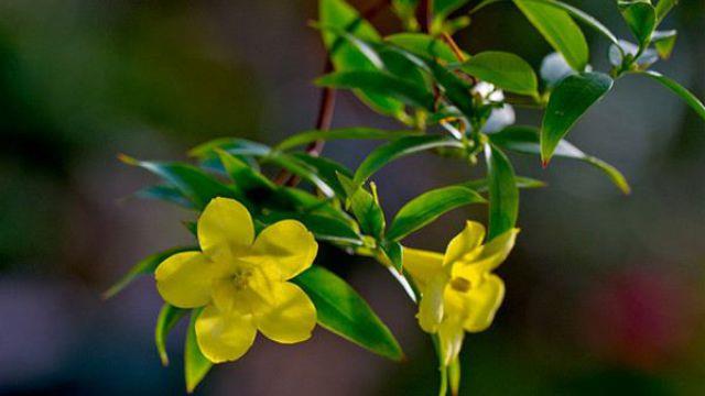 When does the French perfume flower bloom