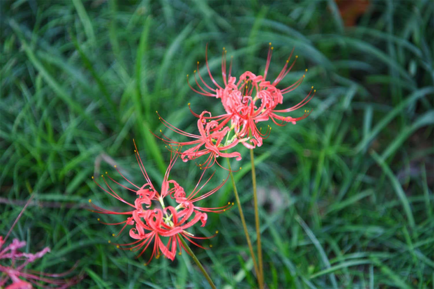 Lycoris