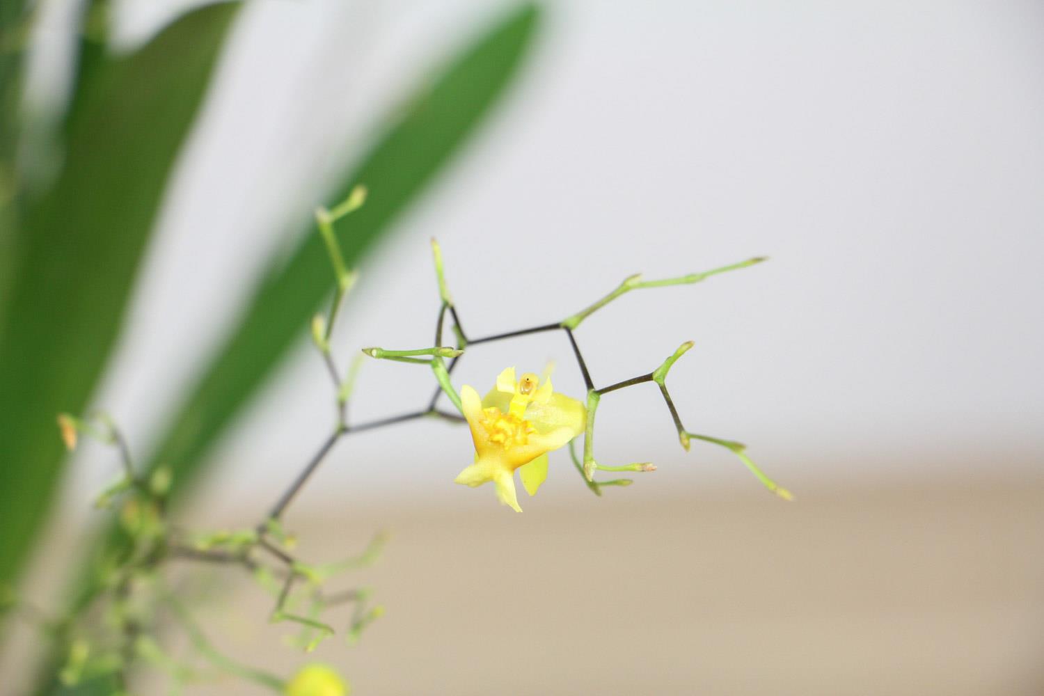 Oncidium orchid 