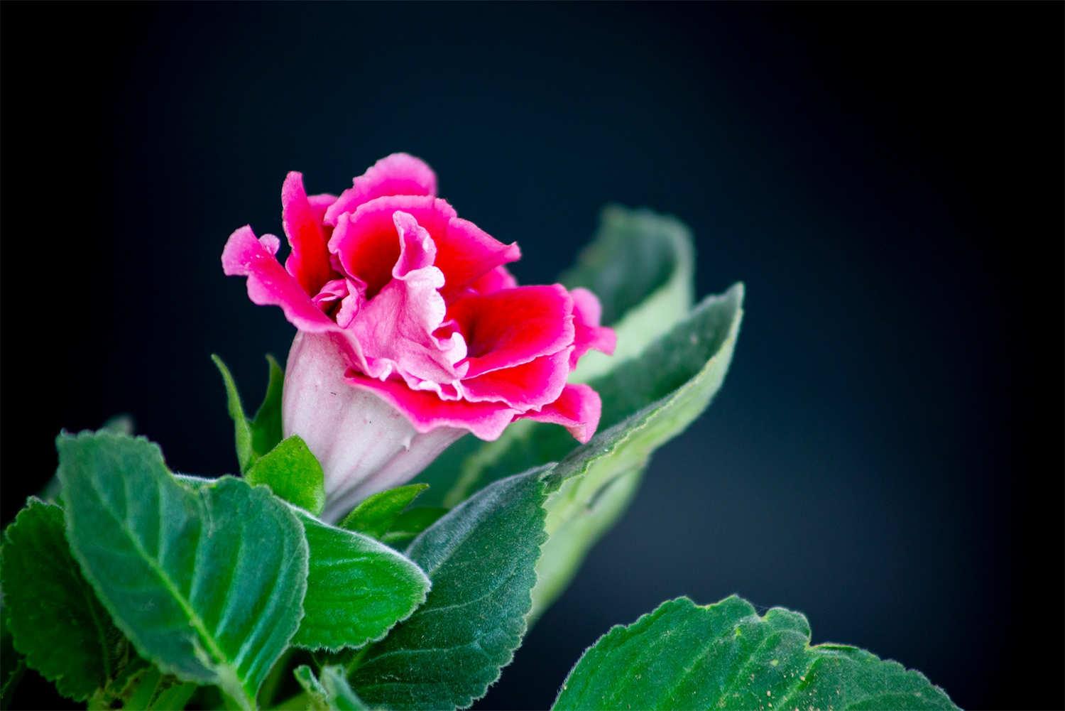 Gloxinia