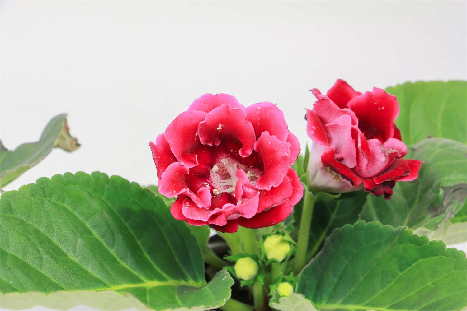 Gloxinia