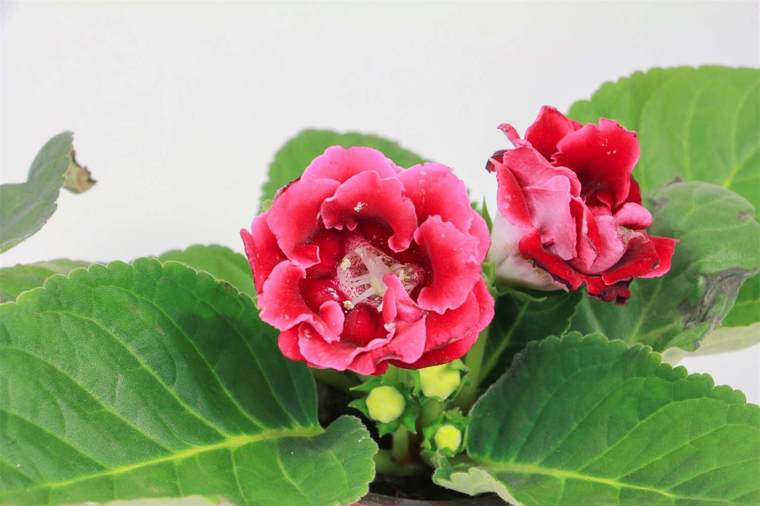 Gloxinia