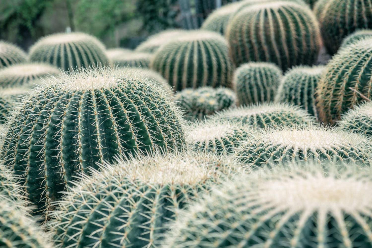 Prickly Pear