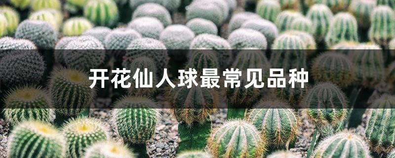 The most common varieties of flowering cactus