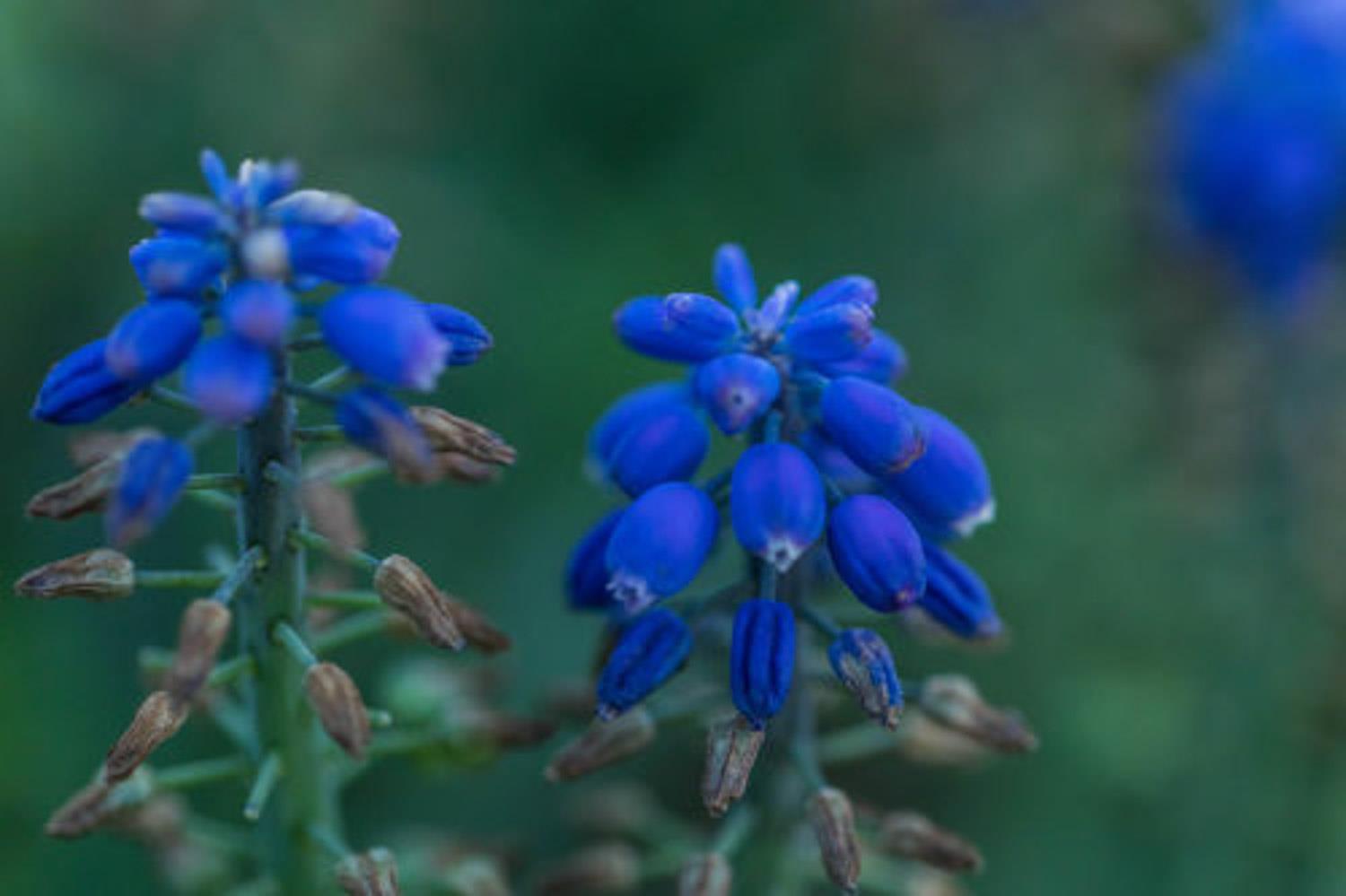 Grape Hyacinth