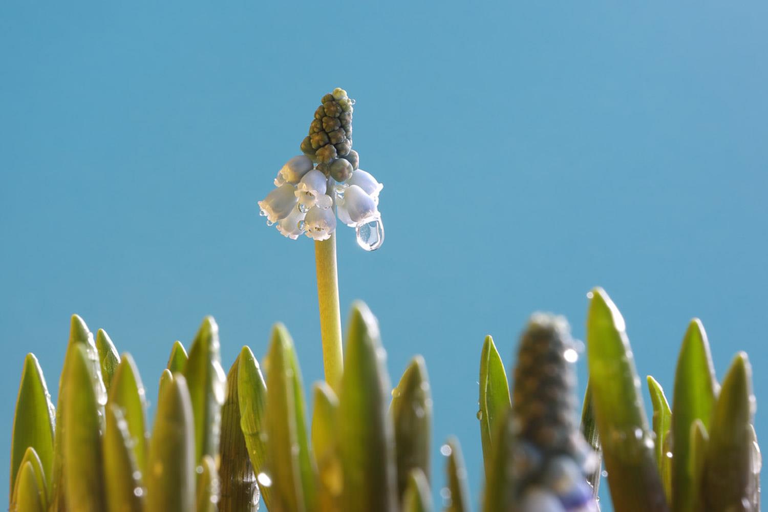 Grape Hyacinth