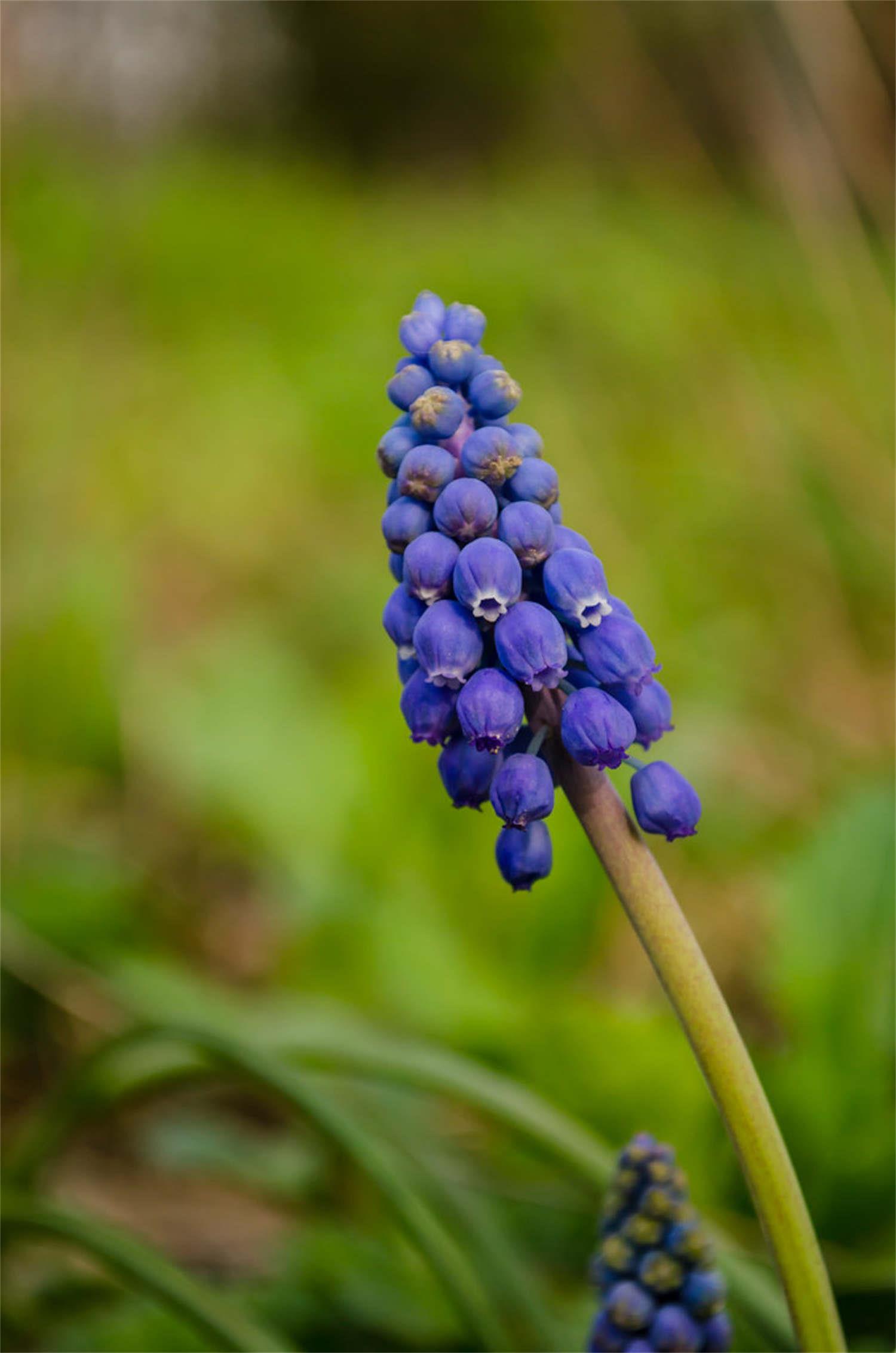 Grape Hyacinth