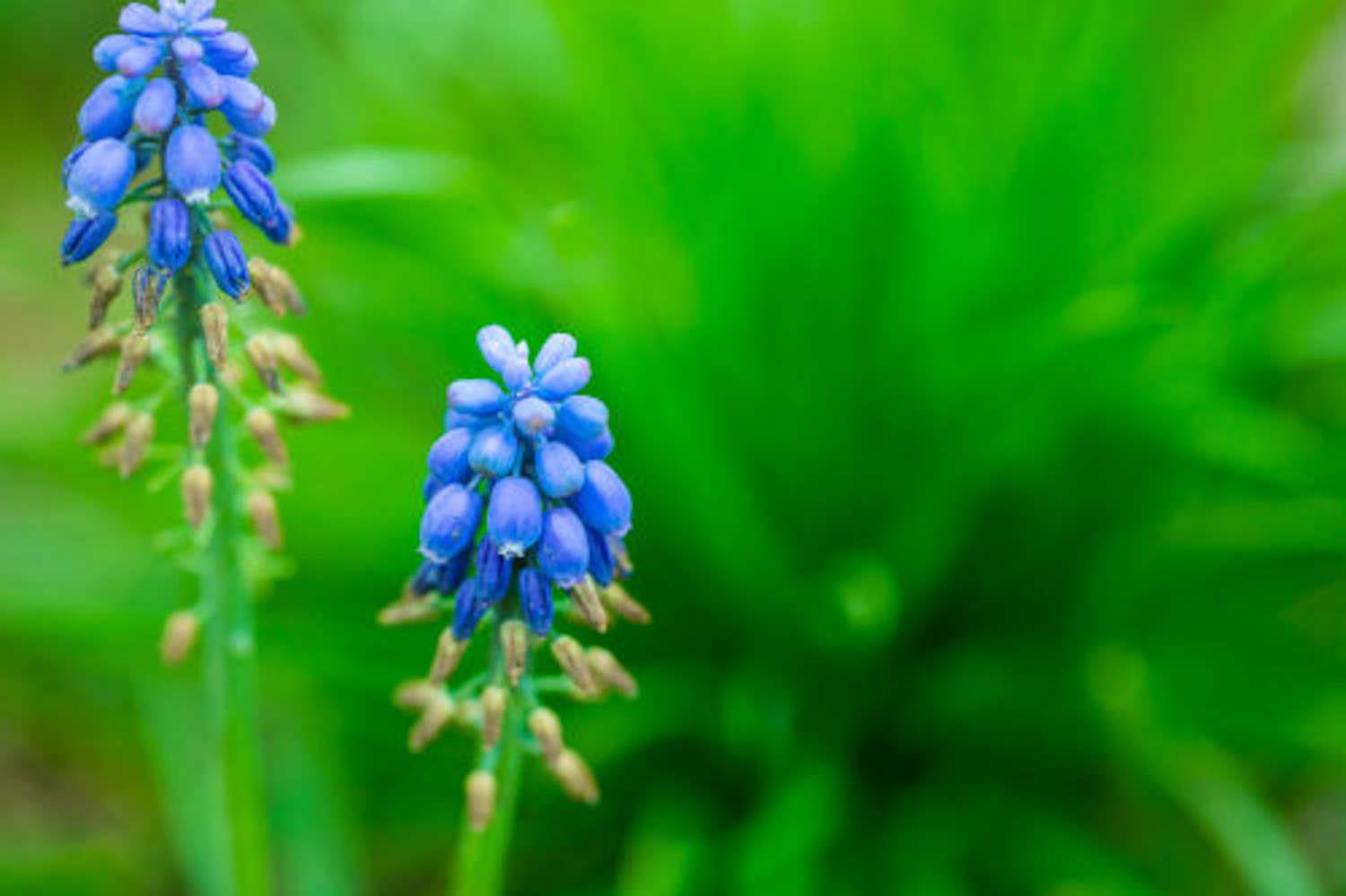 Grape Hyacinth