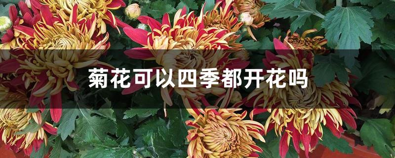 Can chrysanthemums bloom in all seasons