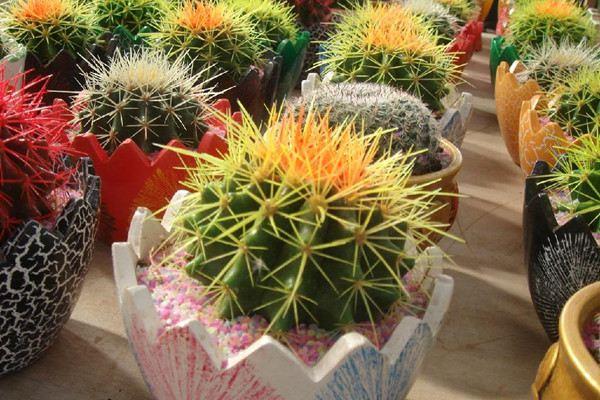 The difference between golden amber and prickly pear