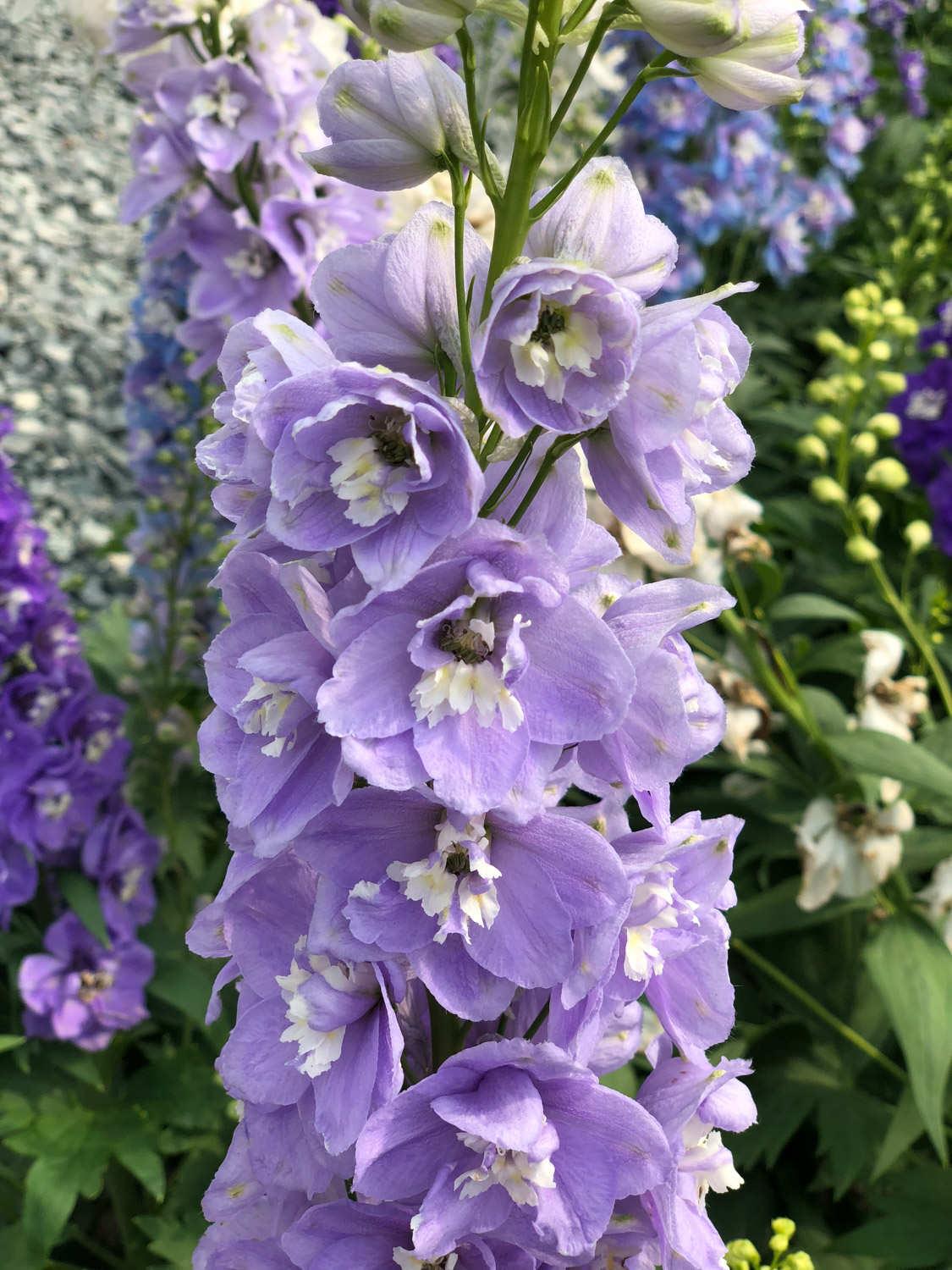 delphinium