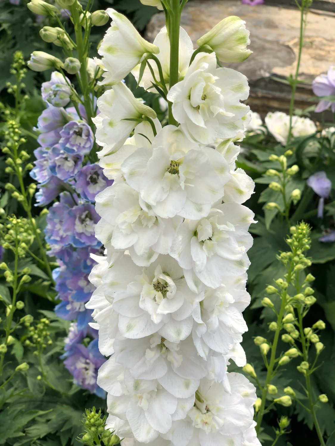 delphinium