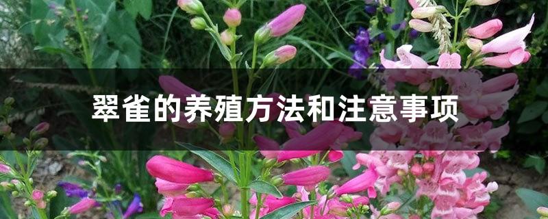 delphinium breeding methods and precautions