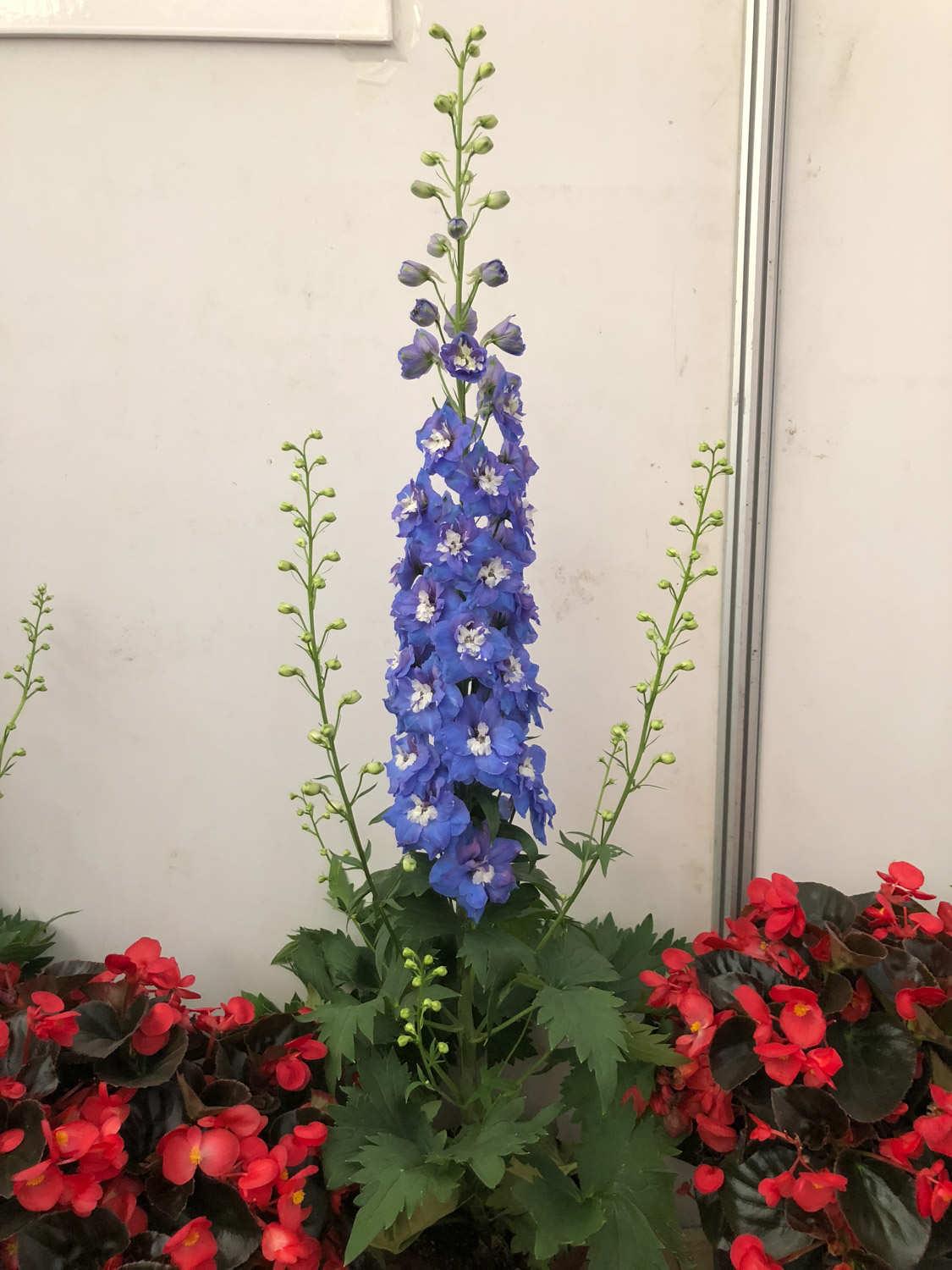 delphinium