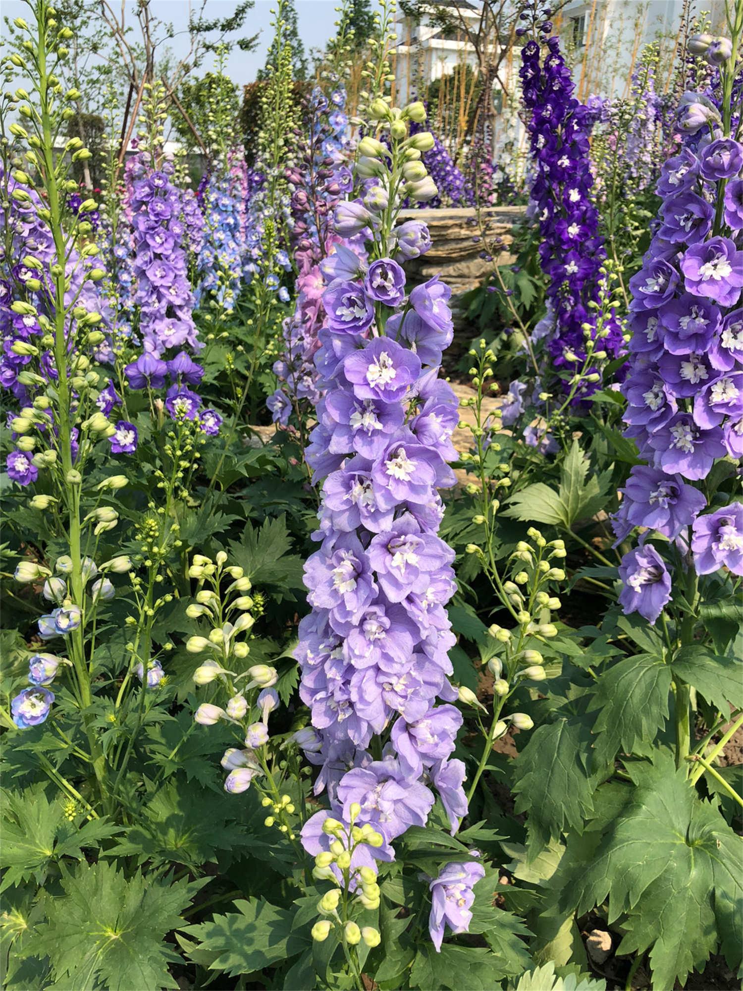 delphinium