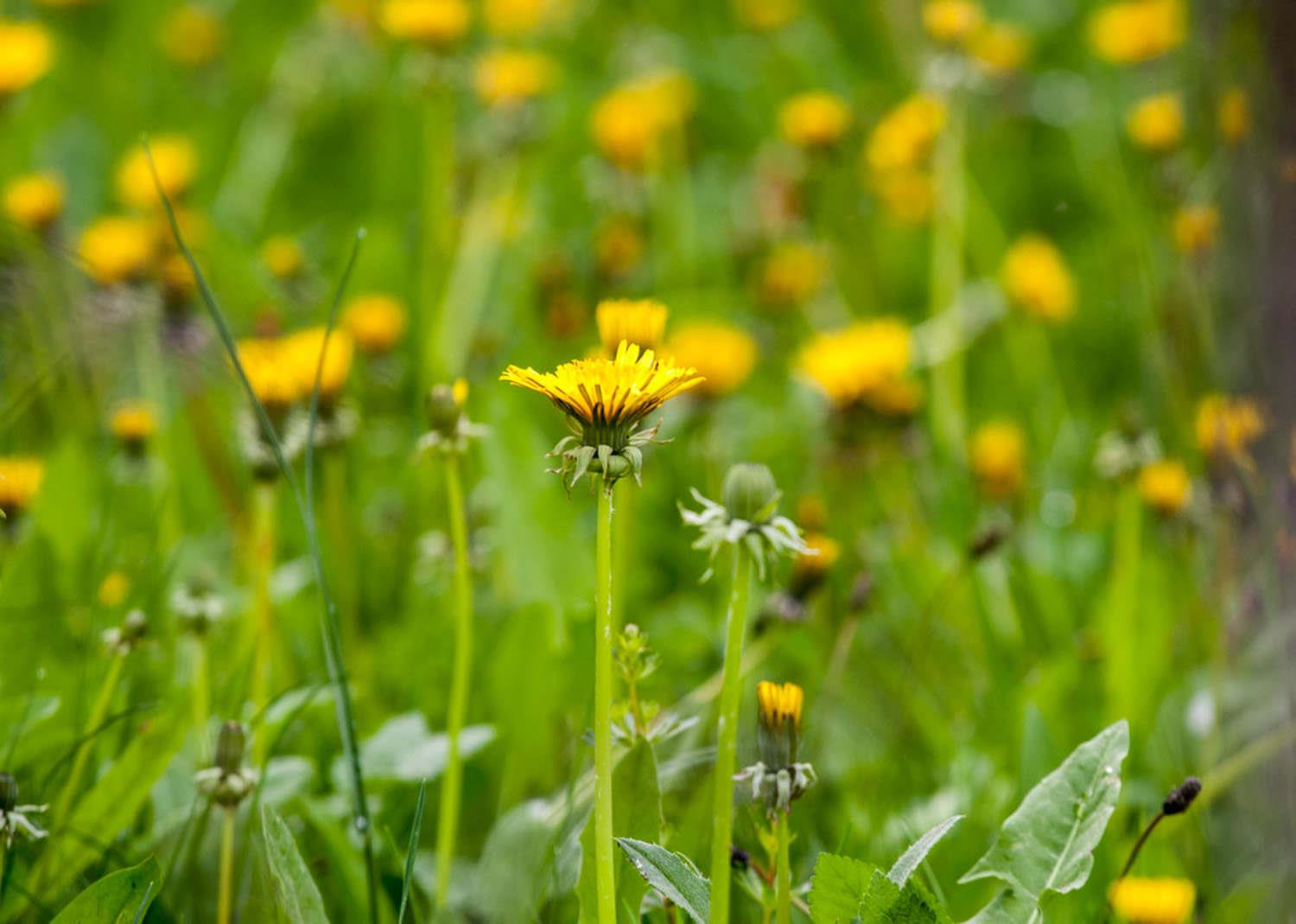 Dandelion