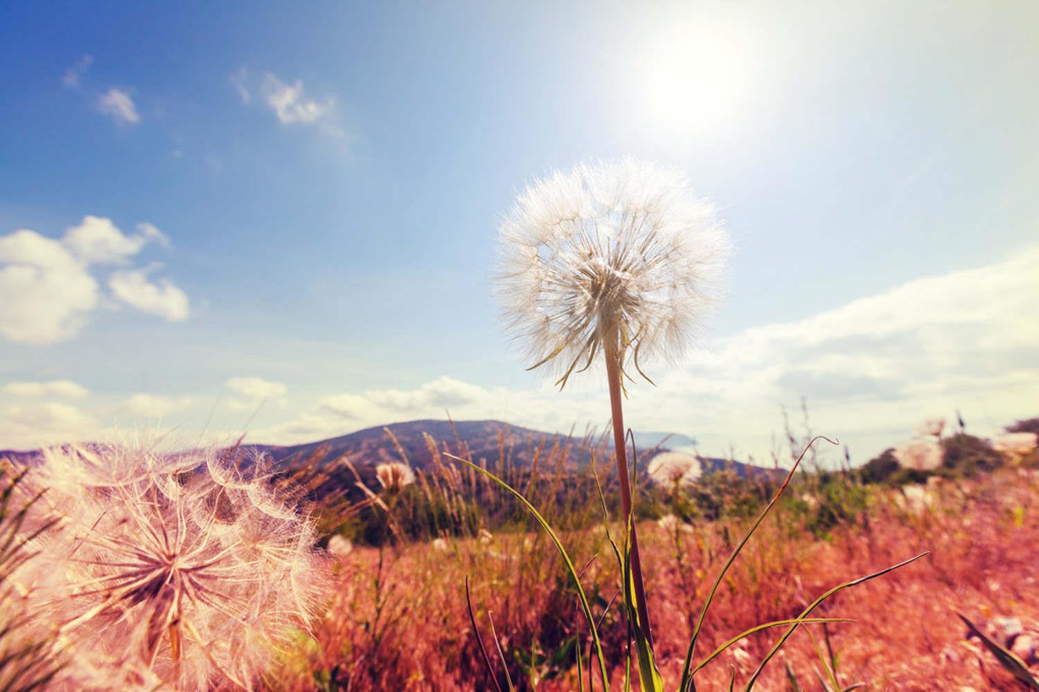 Dandelion