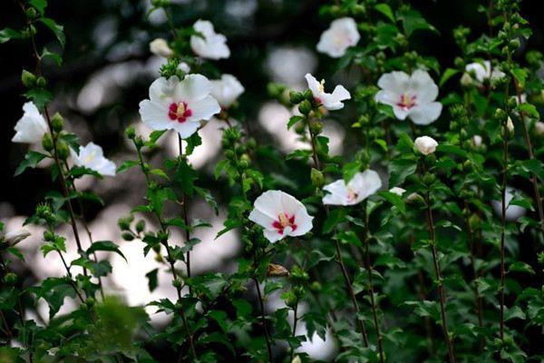 The difference between hibiscus and hollyhock