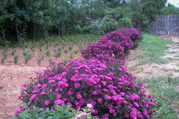 Flowers also change their faces, these color-changing masters in the flower world