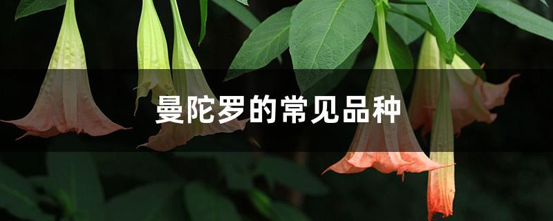 Common varieties of Datura