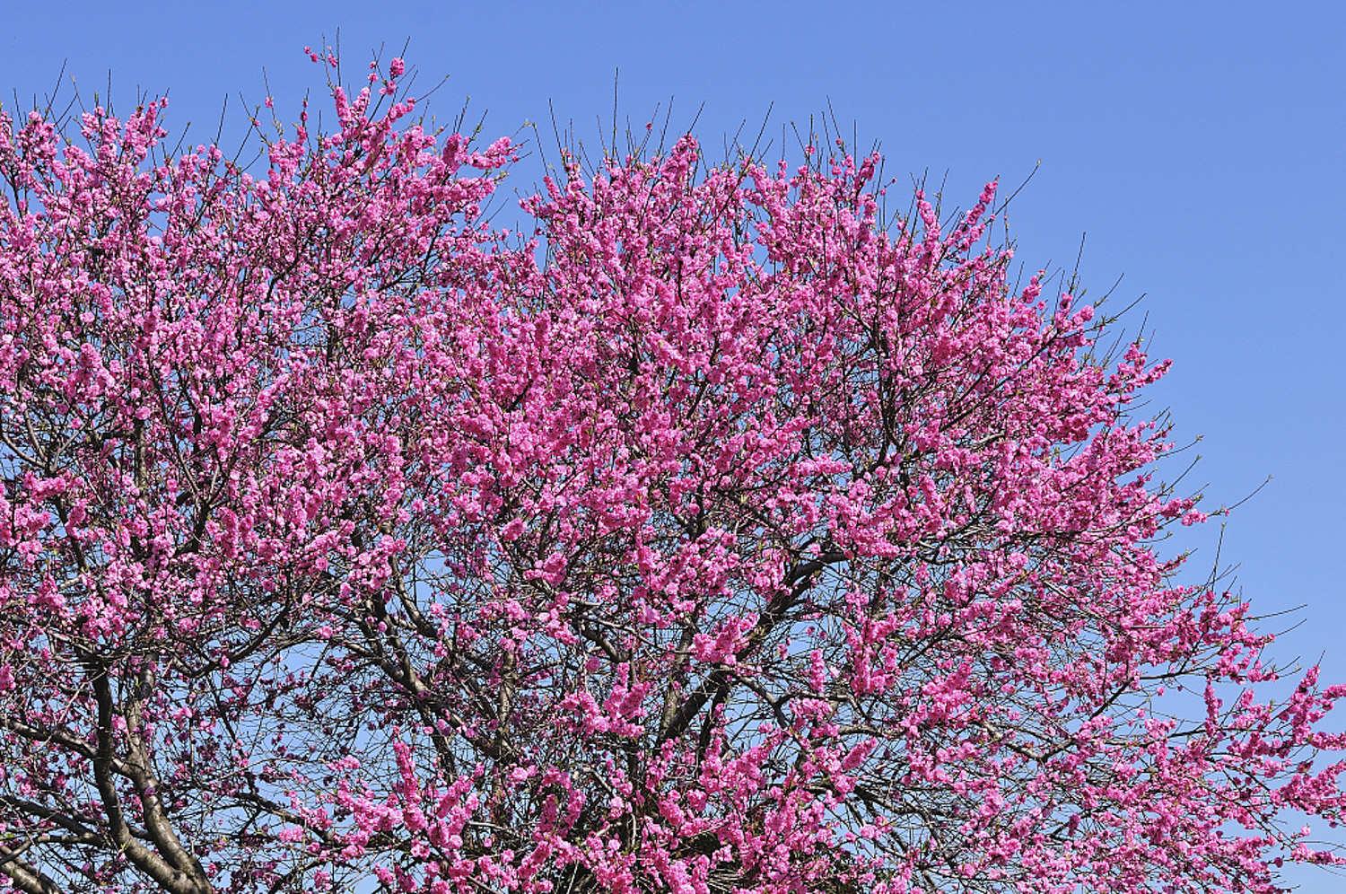 peach blossom