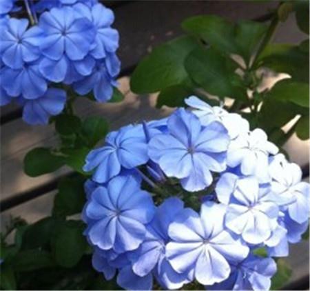 Blue Flower Dan