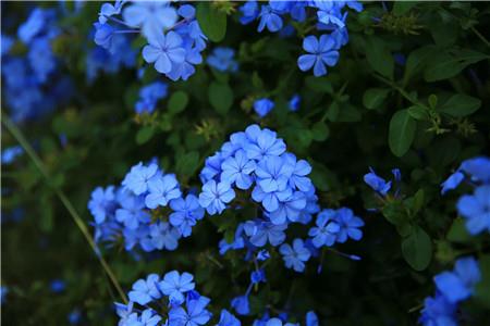 Blue Flower Dan