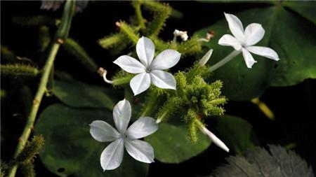 Plumbella