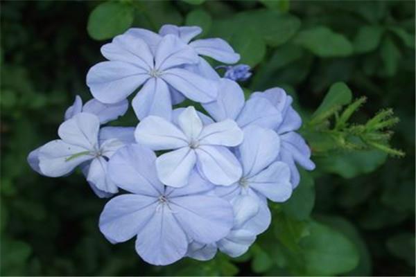 The difference between blue flower and plum blossom