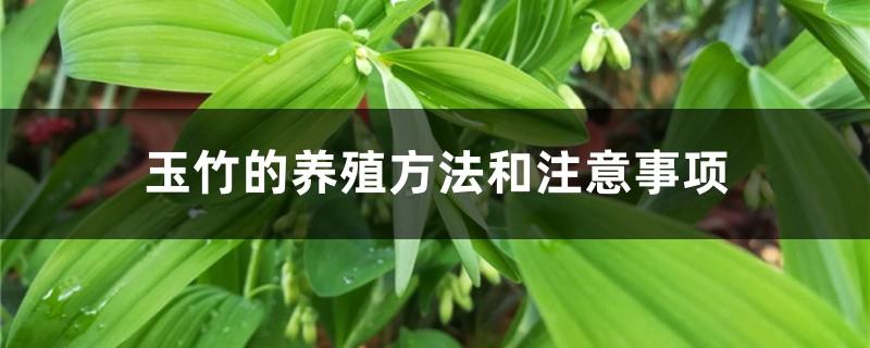 Polygonatum odoratum cultivation methods and precautions