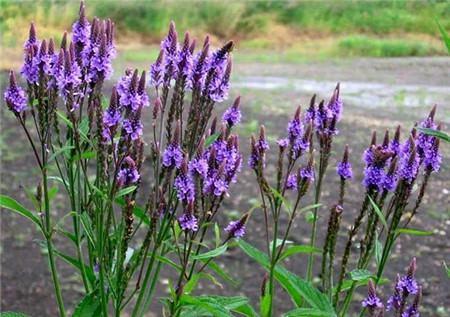 The difference between lavender and verbena~family and genus differences