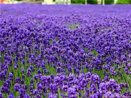 The difference between lavender and verbena ~ appearance