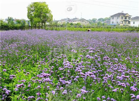 The difference between lavender and verbena~origin area