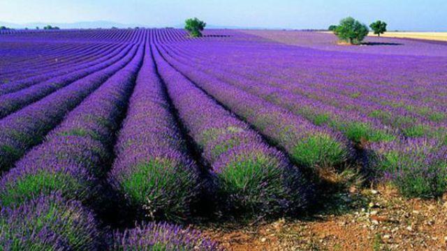 The difference between lavender and verbena