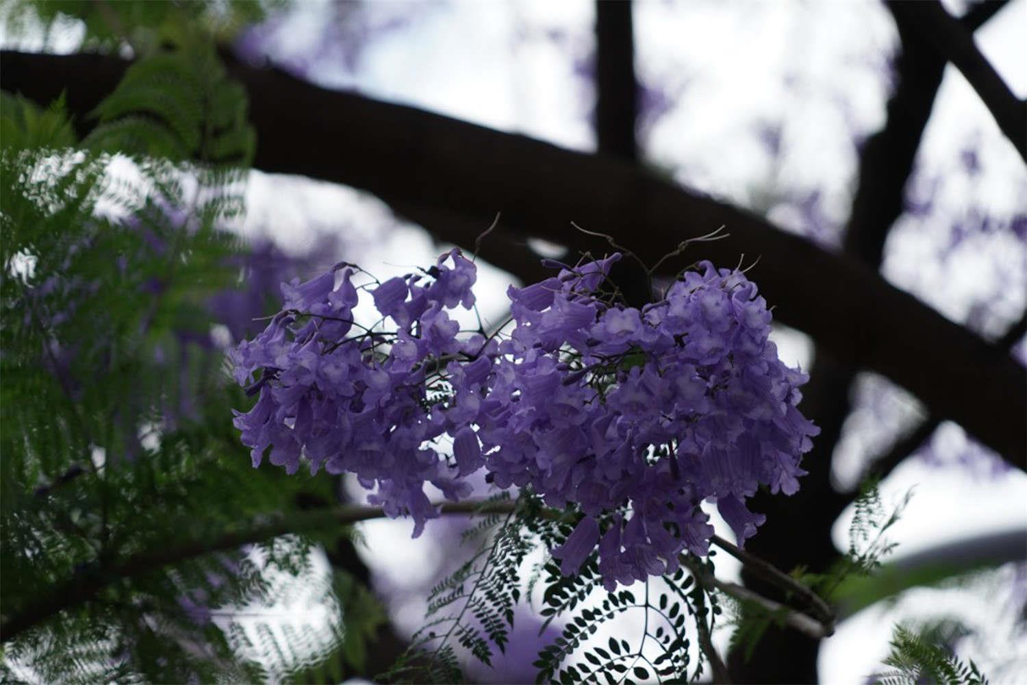 Jacaranda