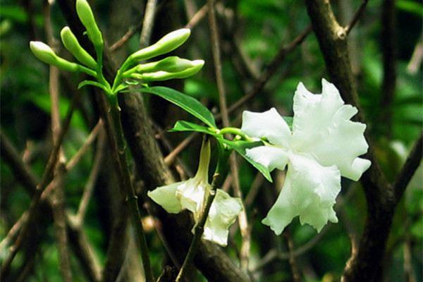 When does the dog tooth flower bloom