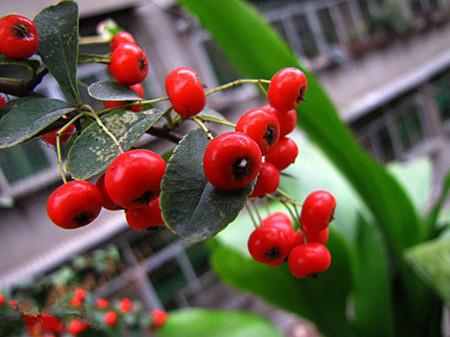 The difference between Pyracantha and Seabuckthorn~Genus