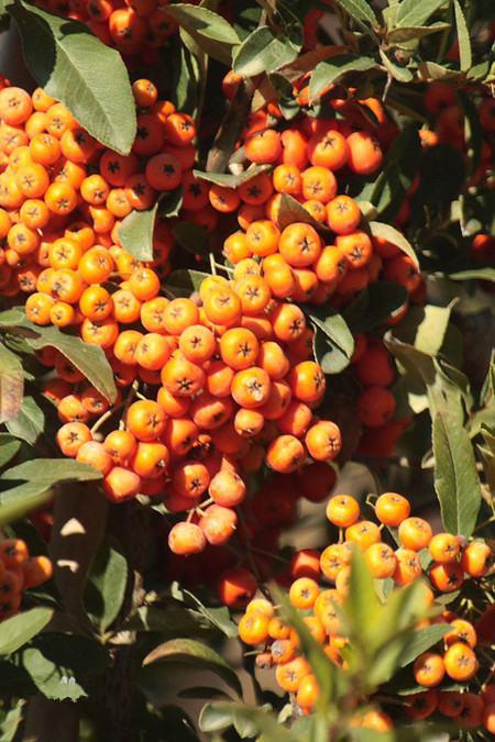 The difference between Pyracantha and seabuckthorn~fruit