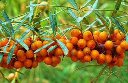 The difference between Pyracantha and seabuckthorn~overall Appearance