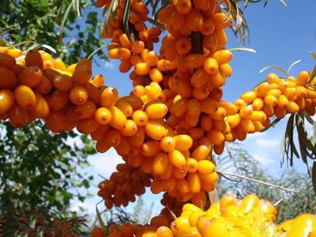 The difference between Pyracantha and seabuckthorn~value