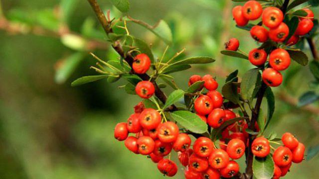 The difference between Pyracantha and seabuckthorn