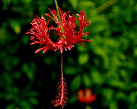 The difference between chandelier fuso and hibiscus - growth habits