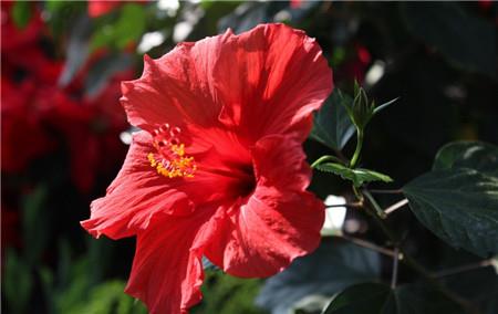 The difference between chandelier fuso and hibiscus - leaves